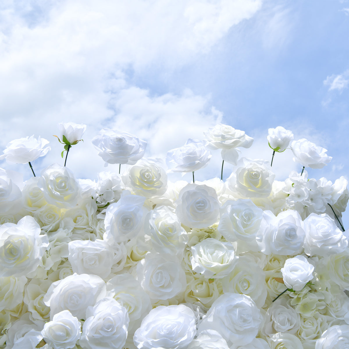 Aliflowers White Rose Hydrangea 5D Rolling Up Curtain Flower Wall Wedding Backdrop ALFWL028 - Ali Flowers