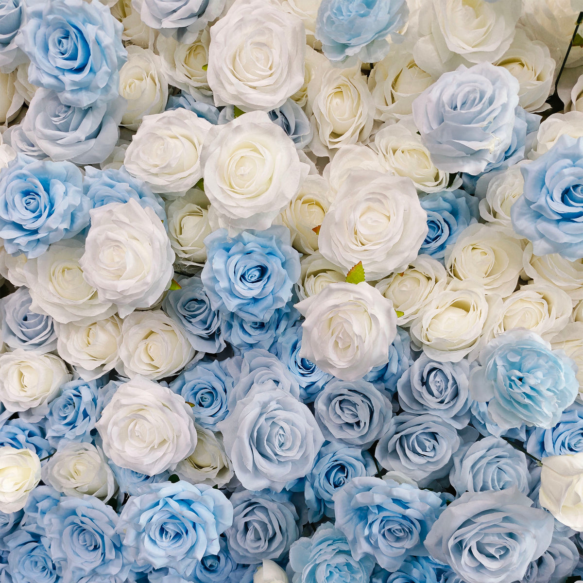 aliflowers-5d-blue-and-white-rose-gradient-flower-wall floral-roller-blinds-wedding-party-decoration