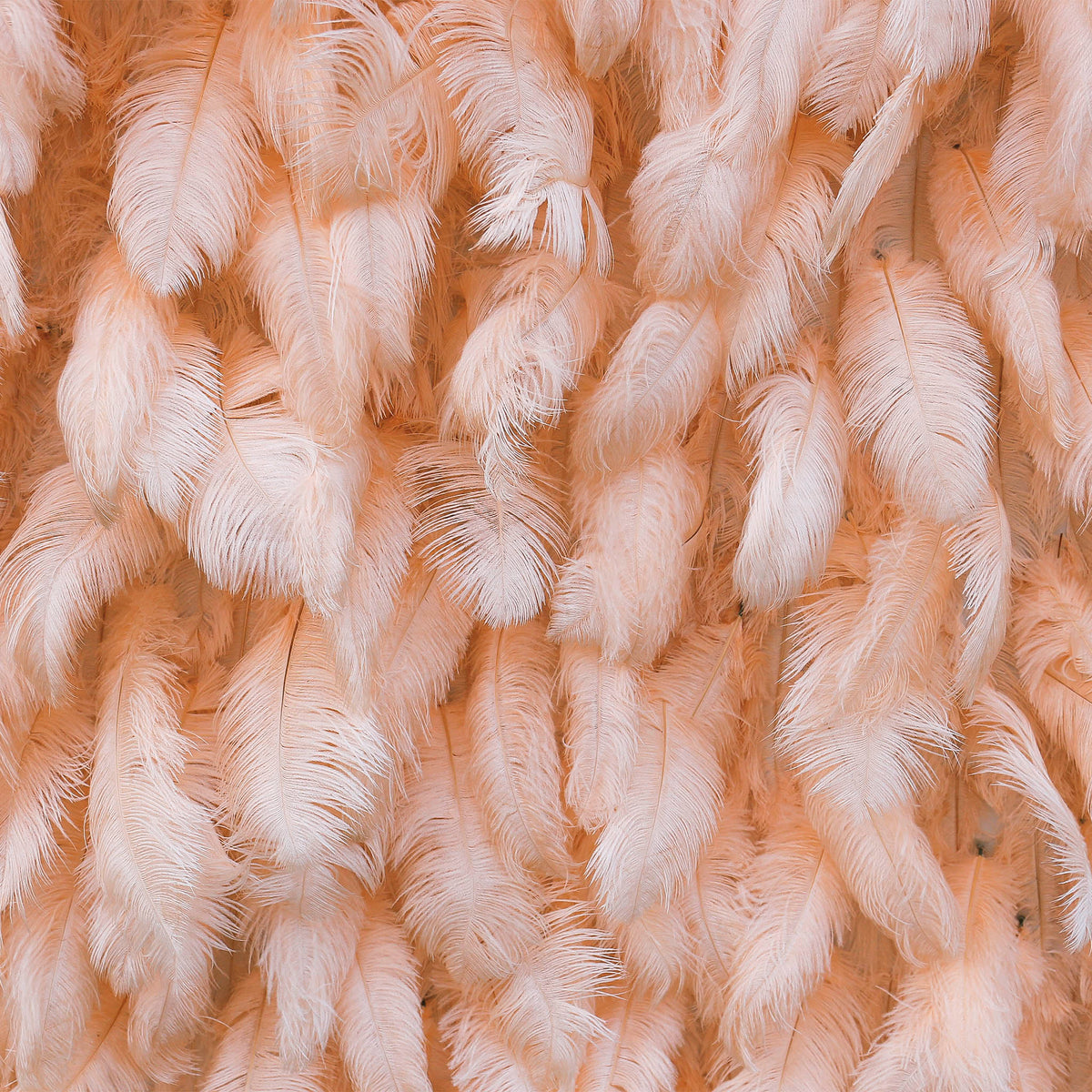 Aliflowers Luxury Peach Feather Backdrop Wall for Wedding & Party Decor ALFWL135