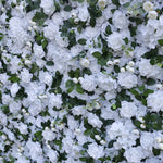 Aliflowers 3D White Rose with Hydrangea Wall and Flowers ALFWL043 - Ali Flowers