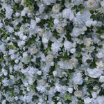 Aliflowers 5D White Rose with Hanging Green Plants Wedding Backdrop Floral Wall Decoration ALFWL097 - Ali Flowers