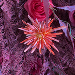 Aliflowers 5D Deep Red Permafrost Rose Wall Roller Fabric Wedding Backdrop ALFWL190