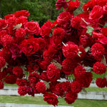 Aliflowers Artificial flower 5D Red Rose Valentine's Day Heart Arch ALFAH004